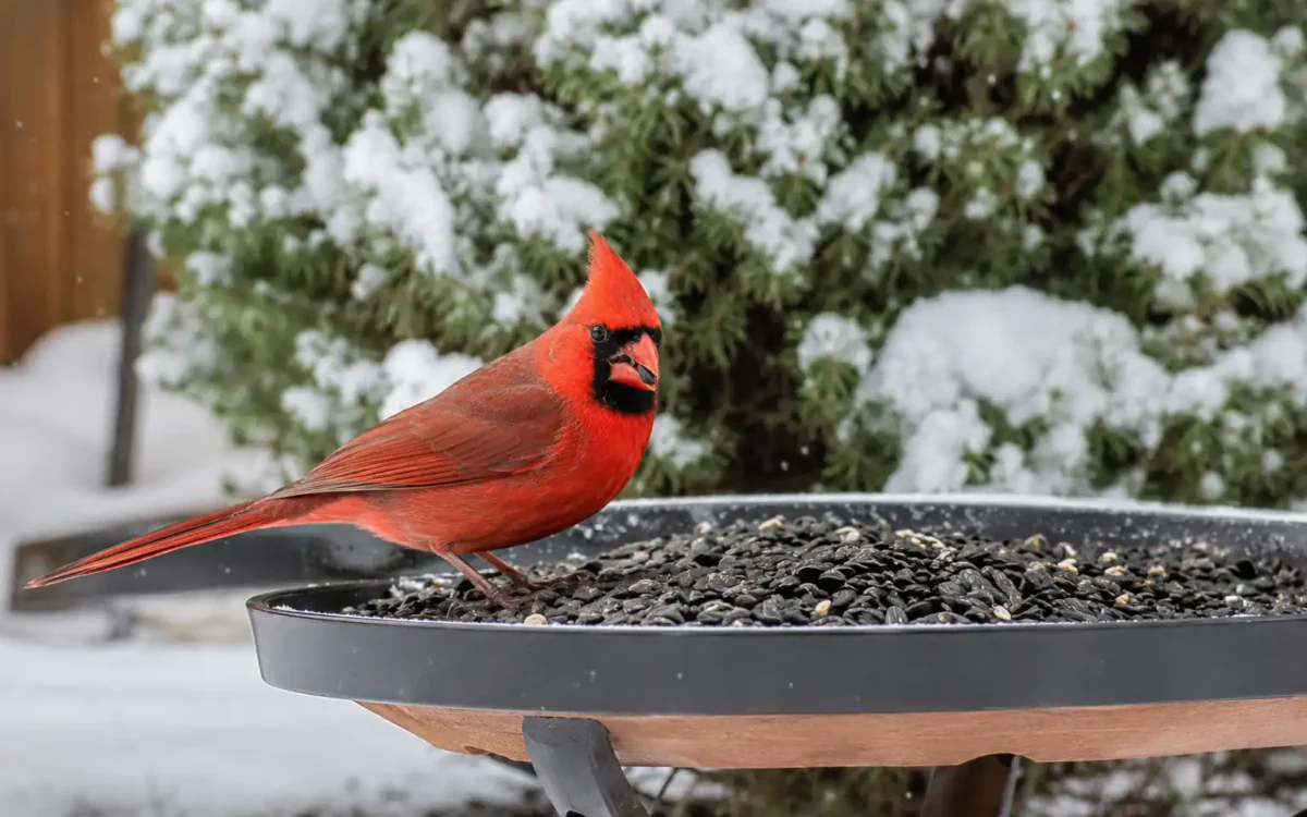 Red Northern Cardinal on a platform feeder in snow — how to attract cardinals to your backyard