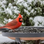 How to Attract Cardinals to Your Yard: 7 Proven Tips (2026)