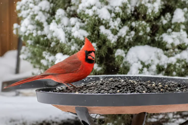 How to Attract Cardinals to Your Yard: 7 Proven Tips (2026)