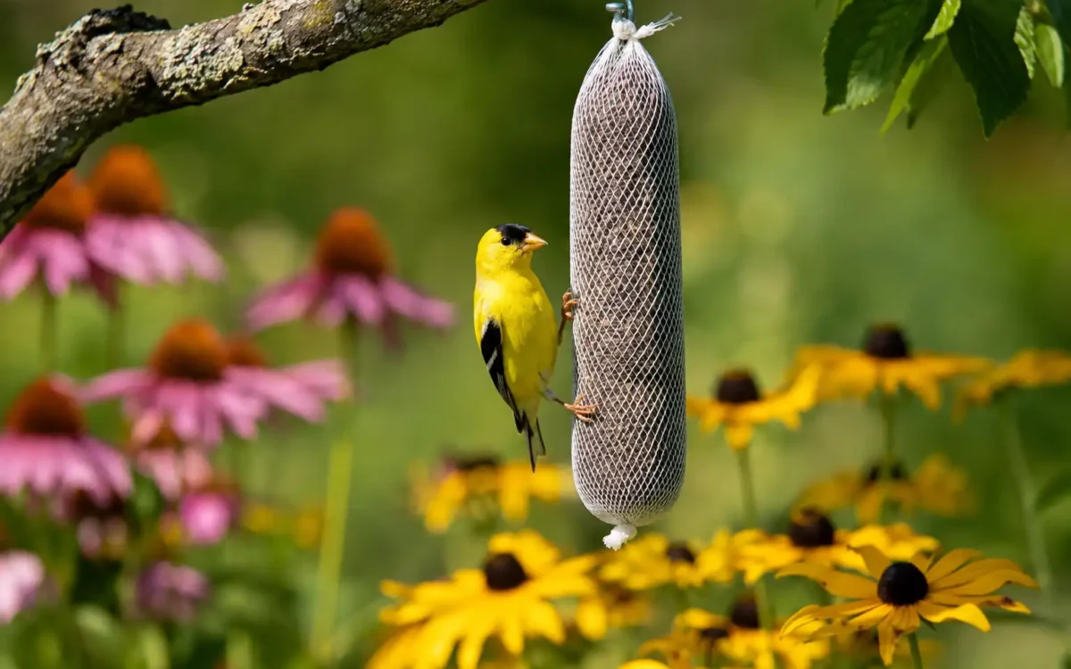 Goldfinch on a Nyjer seed feeder near flowers — how to attract finches to your backyard