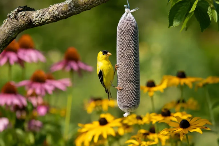 How to Attract Finches to Your Backyard (Food, Feeders & Tips)