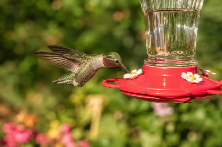 How to Attract Hummingbirds to a Feeder (Complete Beginner’s Guide)