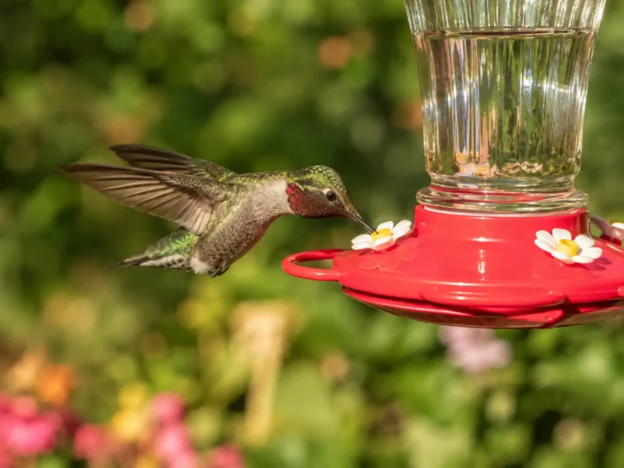 Hummingbird feeding from a feeder — how to attract hummingbirds to a feeder in your backyard