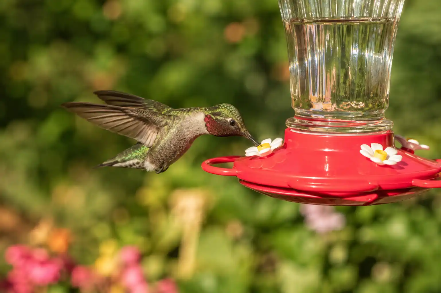 How to Attract Hummingbirds to a Feeder (Complete Beginner’s Guide)