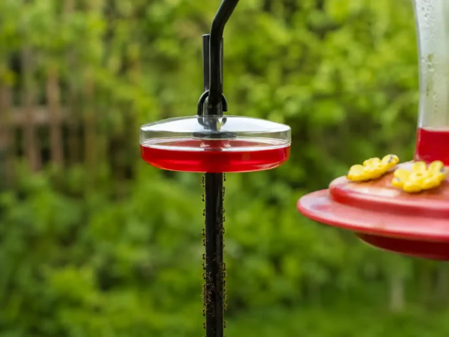 Ant moat protecting a hummingbird feeder — how to keep ants out of a hummingbird feeder naturally