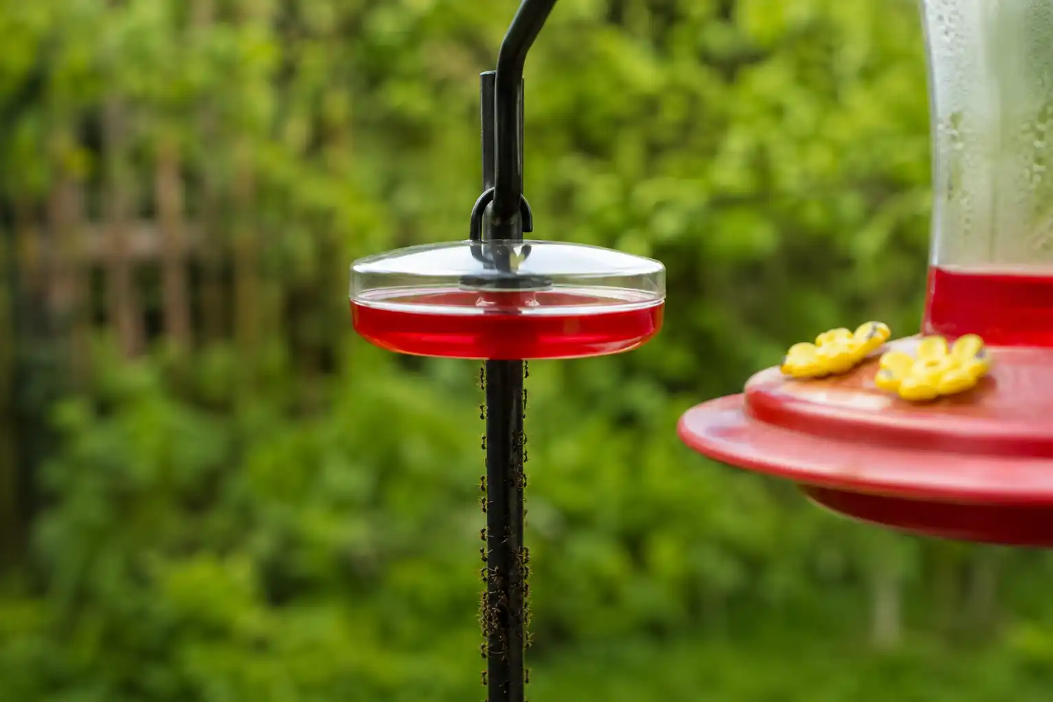 How to Keep Ants Out of a Hummingbird Feeder (Without Hurting Them)