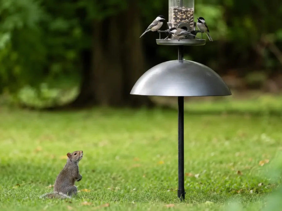 Squirrel-proof bird feeder with a dome baffle — how to keep squirrels away from bird feeders successfully