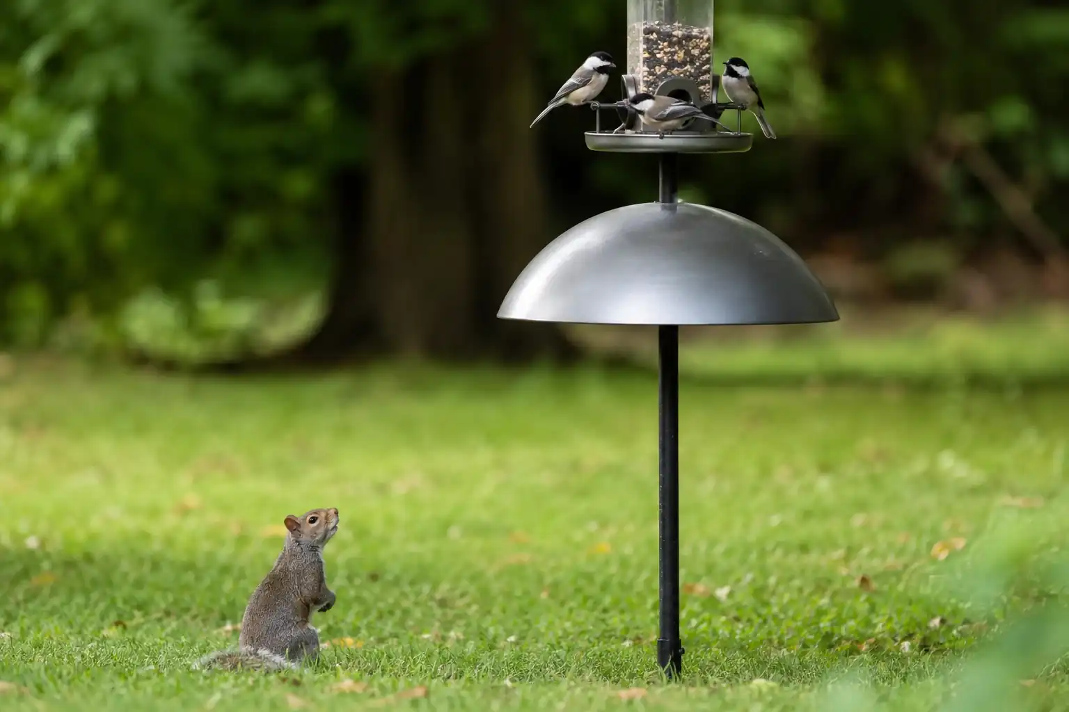 How to Keep Squirrels Away from Bird Feeders (That Actually Work)