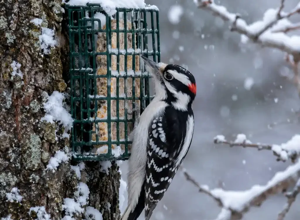 Woodpecker feeding on a suet cage in snow — best bird food for winter