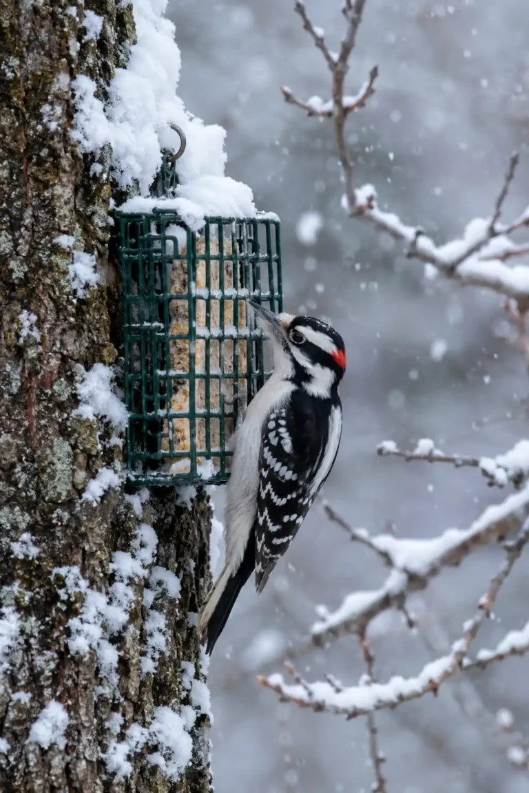 Best Bird Food for Winter (High-Fat Foods That Actually Help)