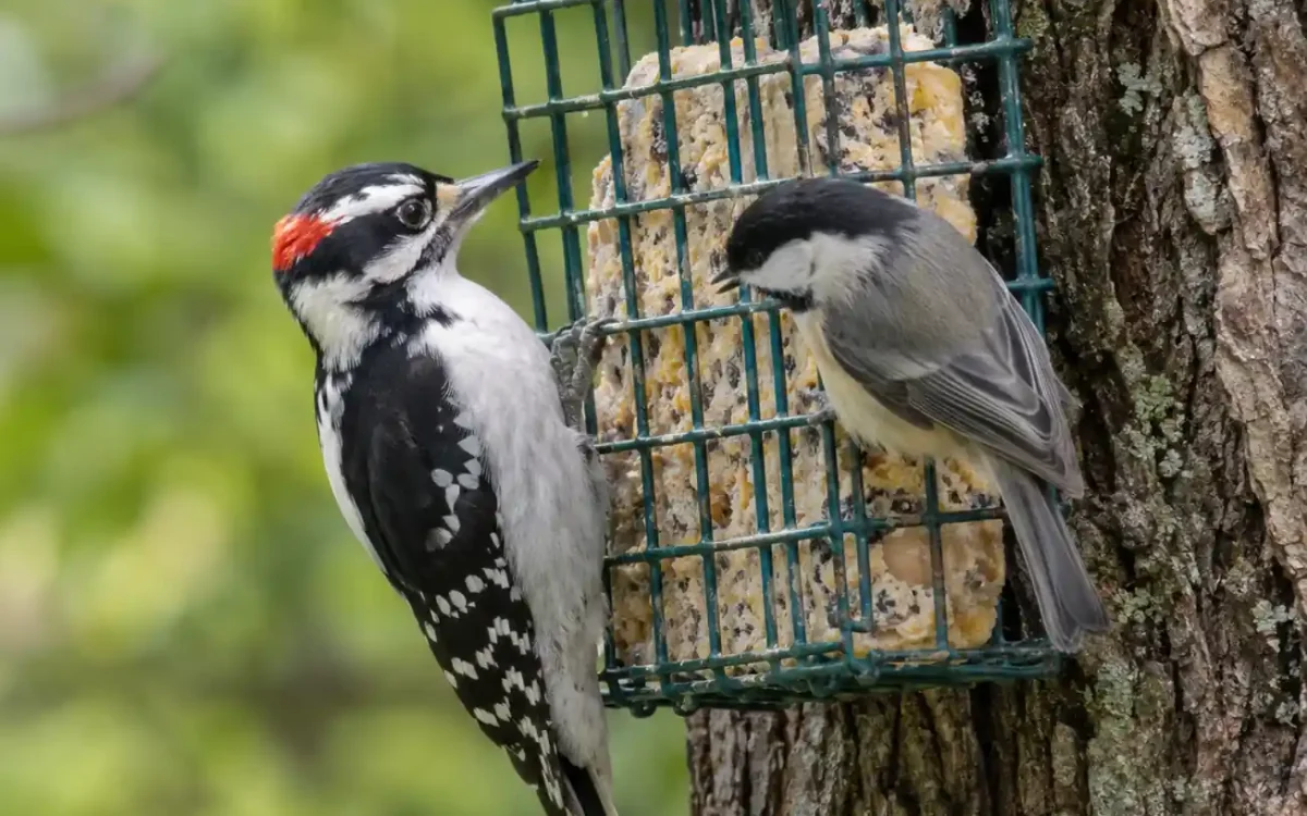 Woodpecker and chickadee feeding on a suet cage — best suet for backyard birds