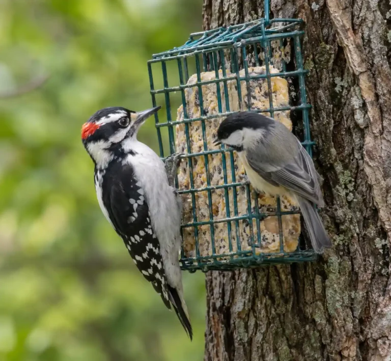 5 Homemade Suet Recipes Birds Love (Easy & Cheap)