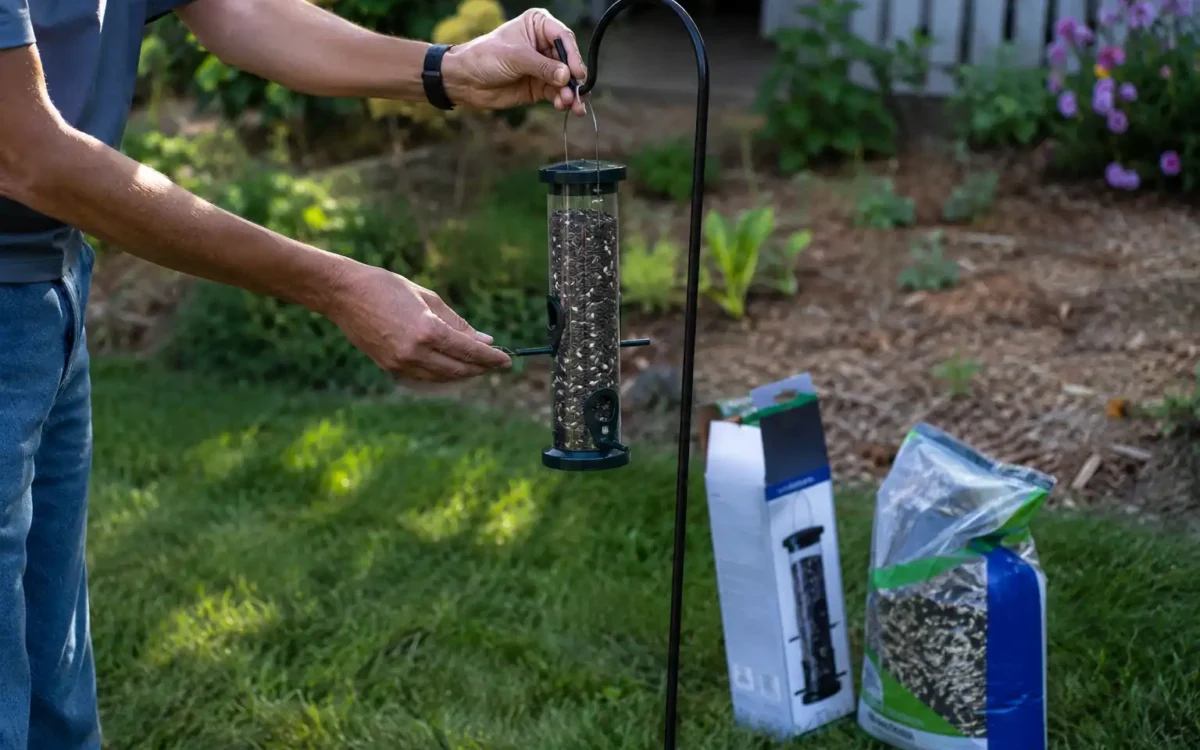 Hanging a first bird feeder in the backyard — bird feeding for beginners setup