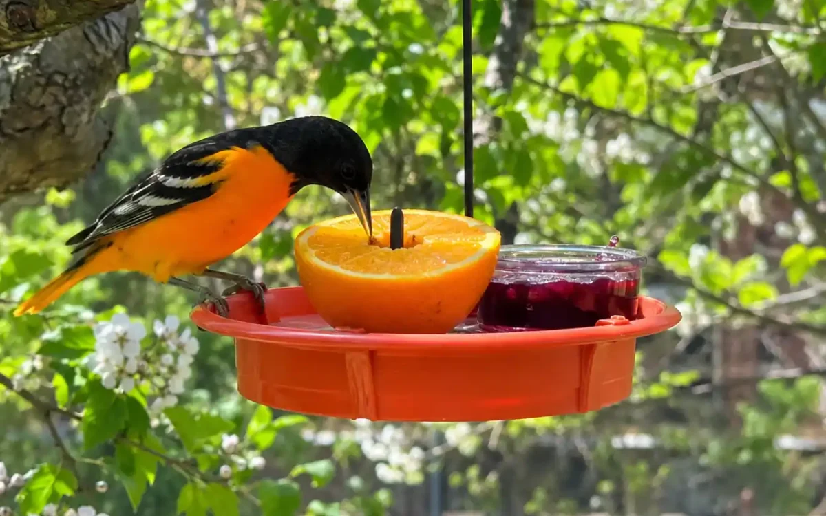 Baltimore oriole eating orange at a feeder showing how to attract orioles to your backyard