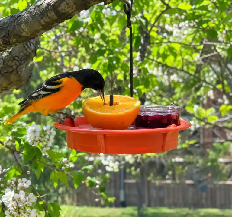 How to Attract Orioles to Your Backyard (Complete Guide)