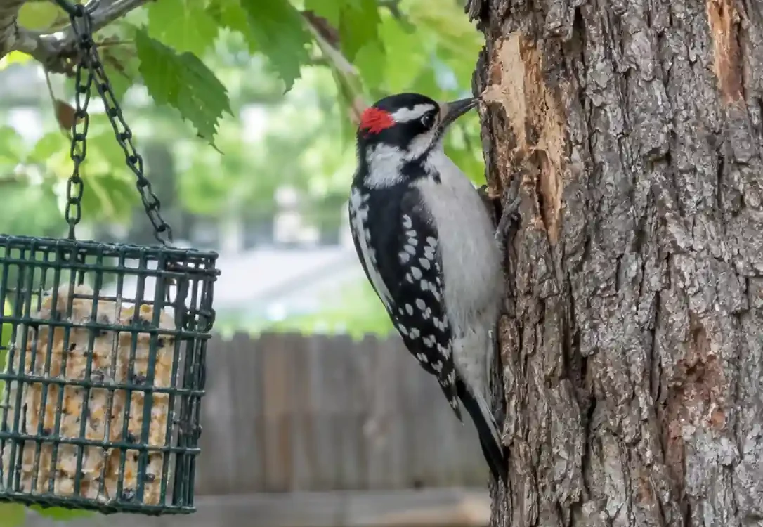 Downy woodpecker on a tree trunk showing how to attract woodpeckers to your backyard with suet