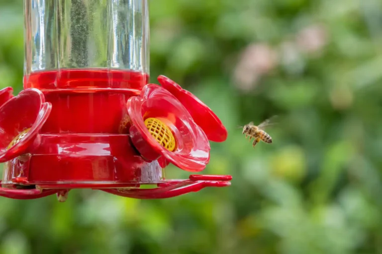 How to Keep Bees and Wasps Away from a Hummingbird Feeder