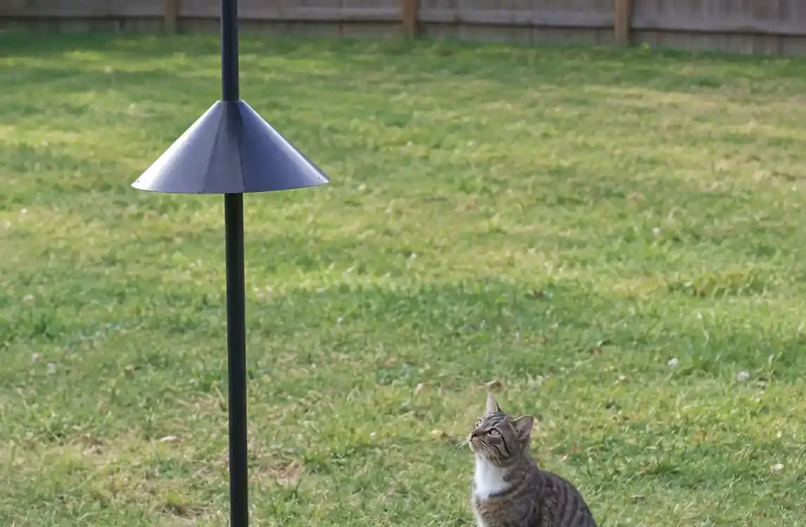 Predator guard on feeder pole showing how to keep cats away from bird feeder safely
