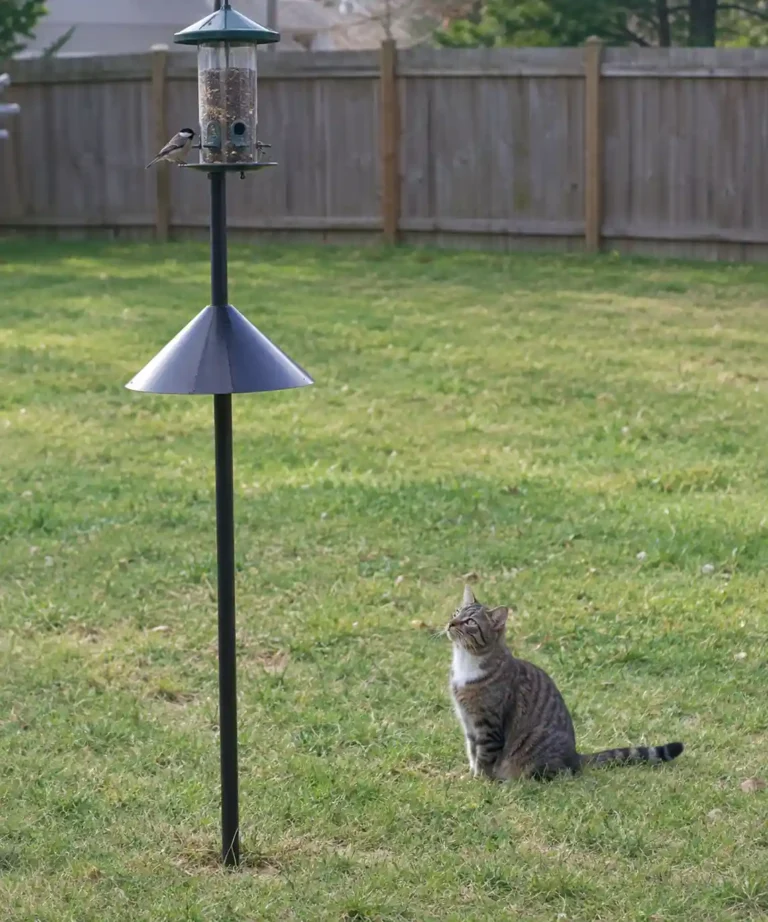 How to Keep Cats Away From Bird Feeder (Humane, Proven Methods)