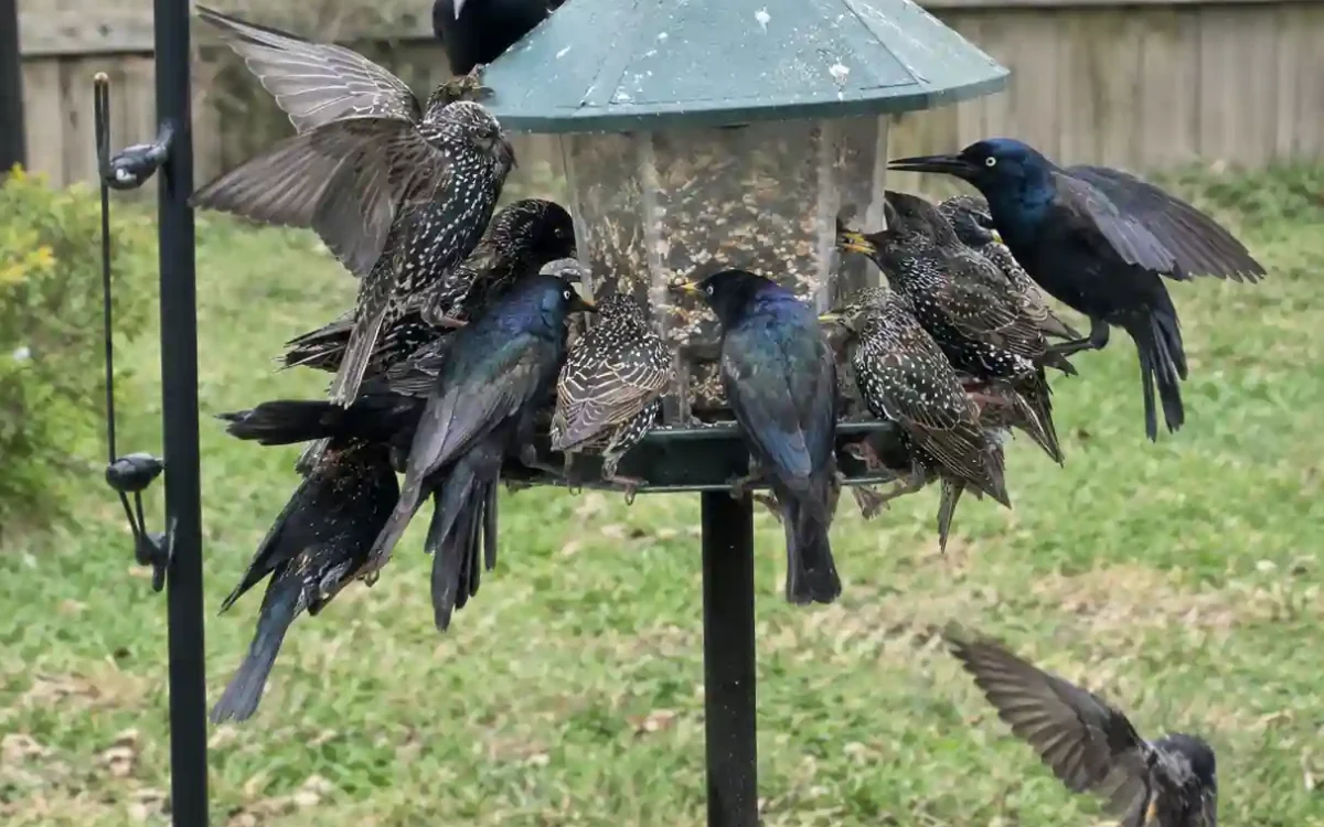 Flock of grackles crowding a feeder showing how to keep large birds away from bird feeder