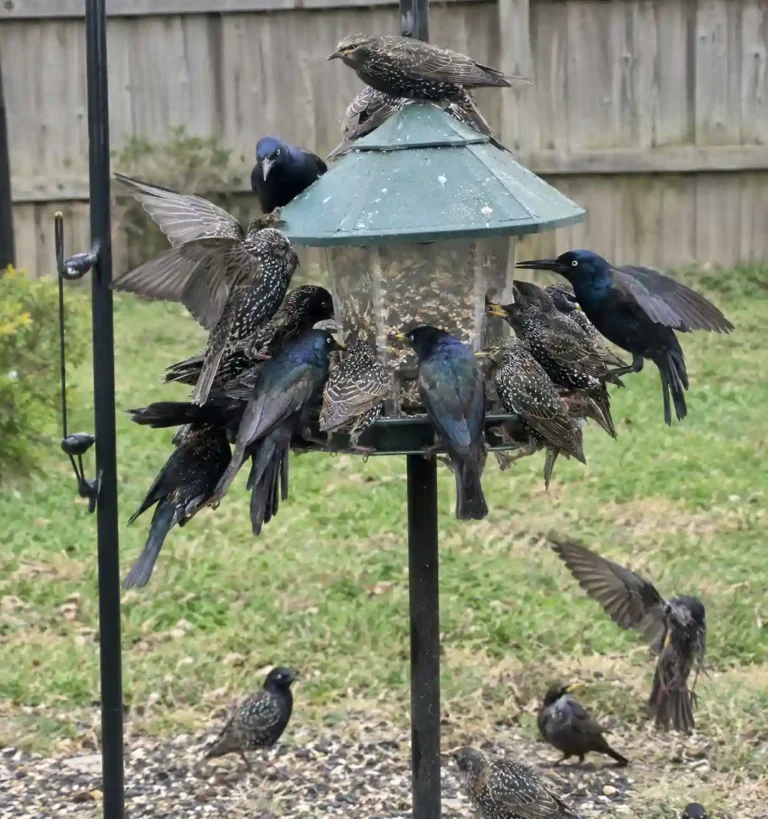 How to Keep Large Birds Away From Bird Feeder Setups