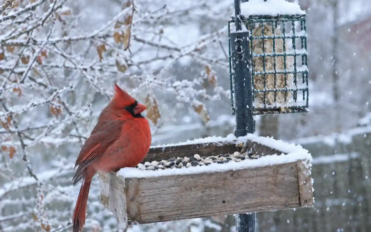 Snow-covered feeder showing how to prepare your bird feeder for winter with a suet cage and cardinal
