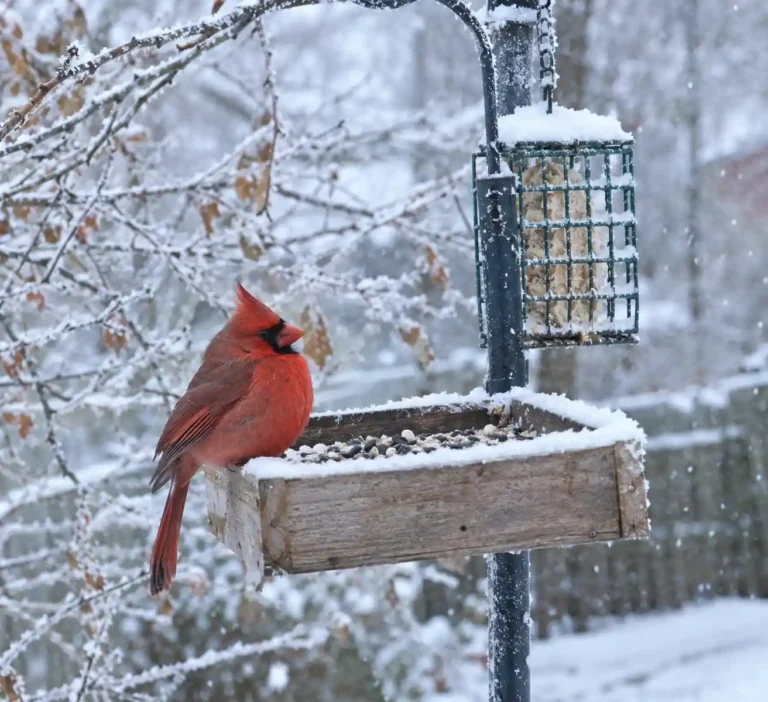Winter Bird Feeding Guide: 9 Tips for Cold Months (2026)