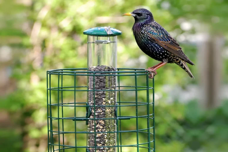 How to Keep Starlings Away From Bird Feeders: 7 Proven Tips (2026)