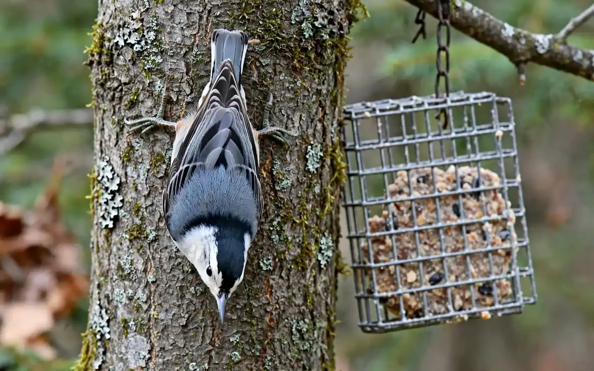 White-breasted nuthatch clinging headfirst down a tree trunk near a suet cage feeder — how to attract nuthatches to your backyard